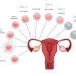 Embryo development
